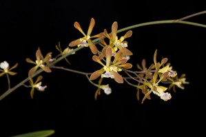 Encyclia Golden Sunset RB Golden Lila HCC/AOS 75 pts.